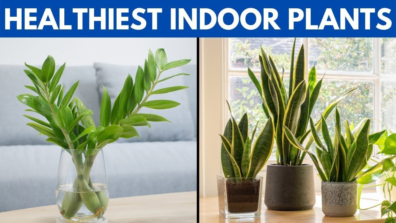 12 of The Healthiest Plants To Have In Your House